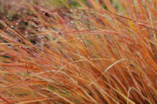 Grass